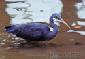 Egretta caerulea